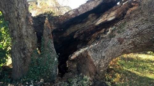 Cade la "Quercia delle Streghe", addio al monumentale albero d'Abruzzo